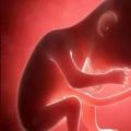 Развитие эмбриона по неделям: этапы, стадии
